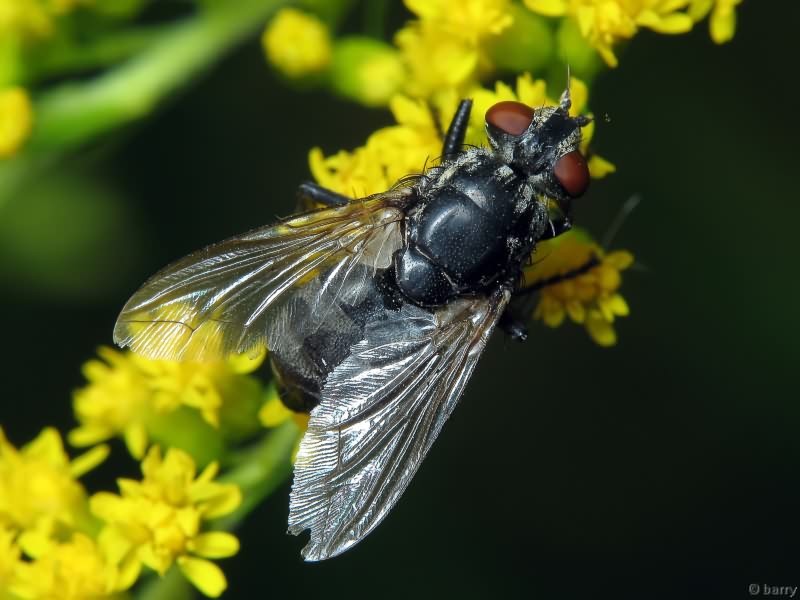 Tachinidae